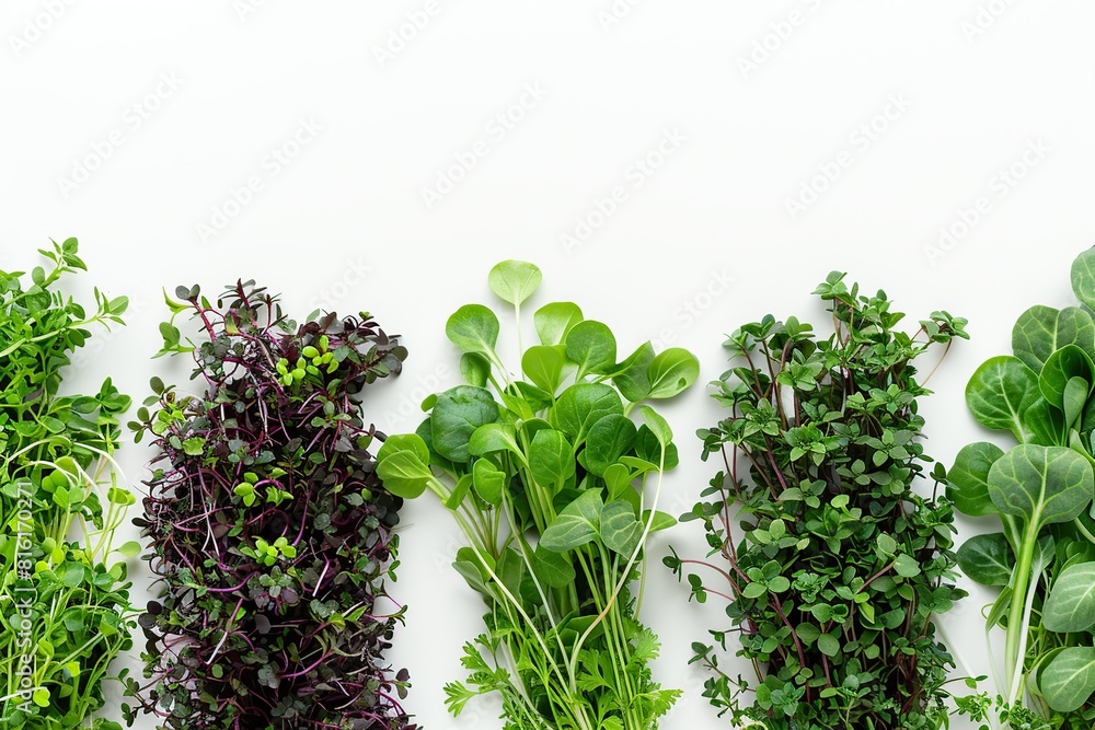 Obraz premium Different fresh microgreens on white background