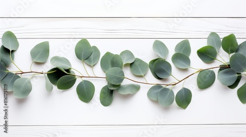 Detailed image of vibrant eucalyptus branches laid out on a clean white wooden backdrop, embodying freshness and botanical beauty photo