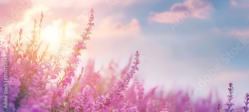 Summer wildflower meadow with pink flowers and blossoming lilac bushes in morning sunlight. Idyllic spring background with pink morning clouds on blue sky.