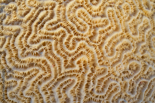 Macro structure of patterns of fossilized coral Aruba