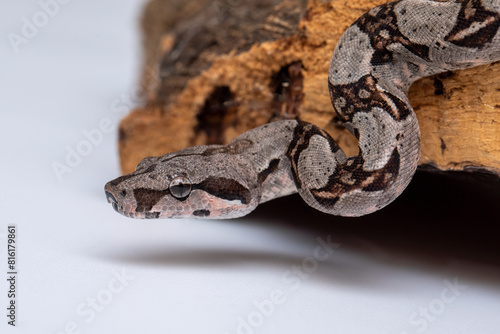 Camouflaged Boa Constrictor Scales on Tree Bark in Studio photo