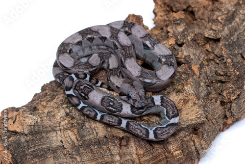 Rare Anerythristic Boa Constrictors: Captivating Beauty in Dark Morph photo