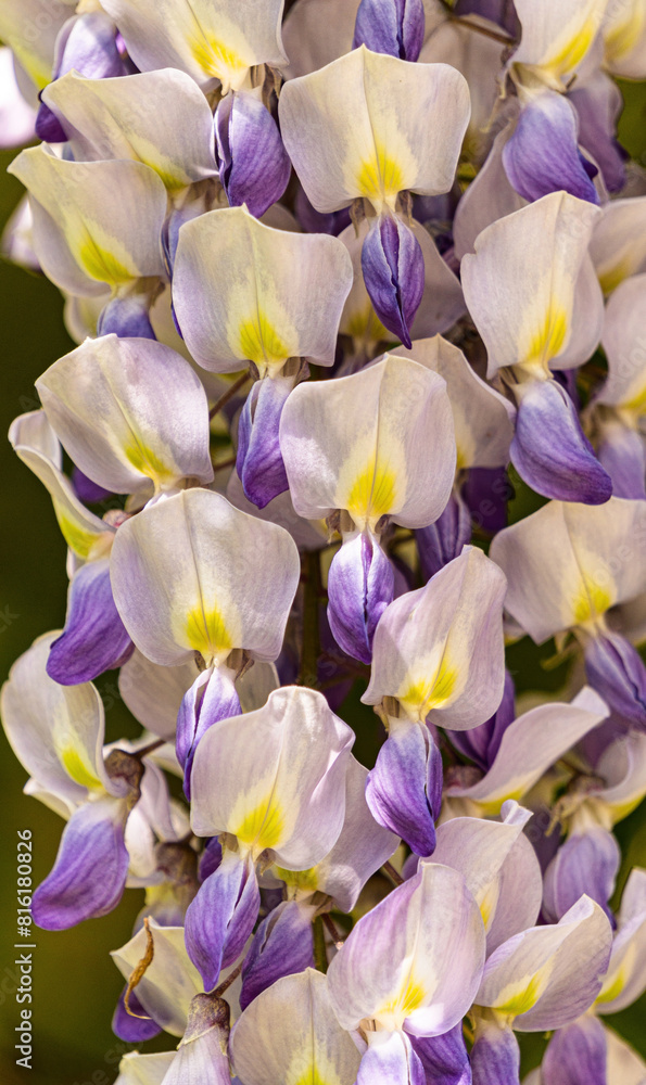 Blooming spring purple wisteria Blooming spring purple wisteria