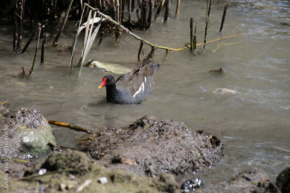 Obraz premium Teichhuhn