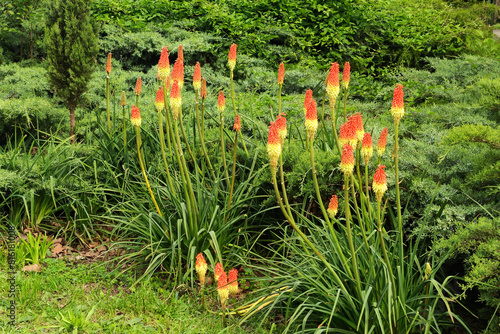 Torch lily Kniphofia in landscape design in the park photo