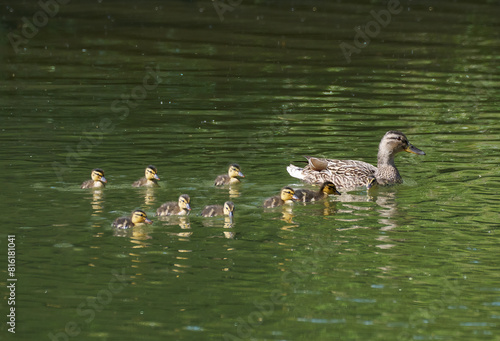 Entenfamilie - Stockente (Anas platyrhynchos) Weibchen mit 8 Jungen schwimmend in grünem Wasser
