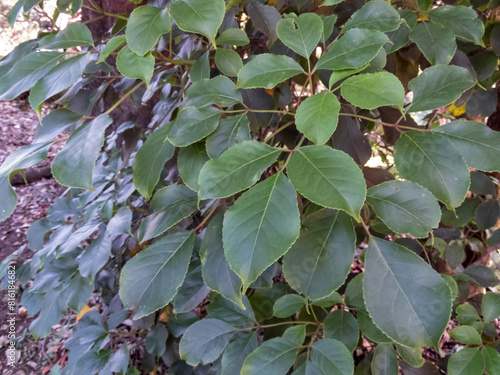 Bischofia javanica or bishop wood plant leaves