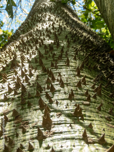Paineira tree trunk covered with thorns. © photohampster