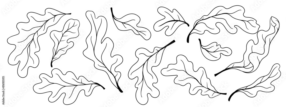 Fototapeta premium Set of linear sketches of dry, autumn oak leaves.Vector graphics.