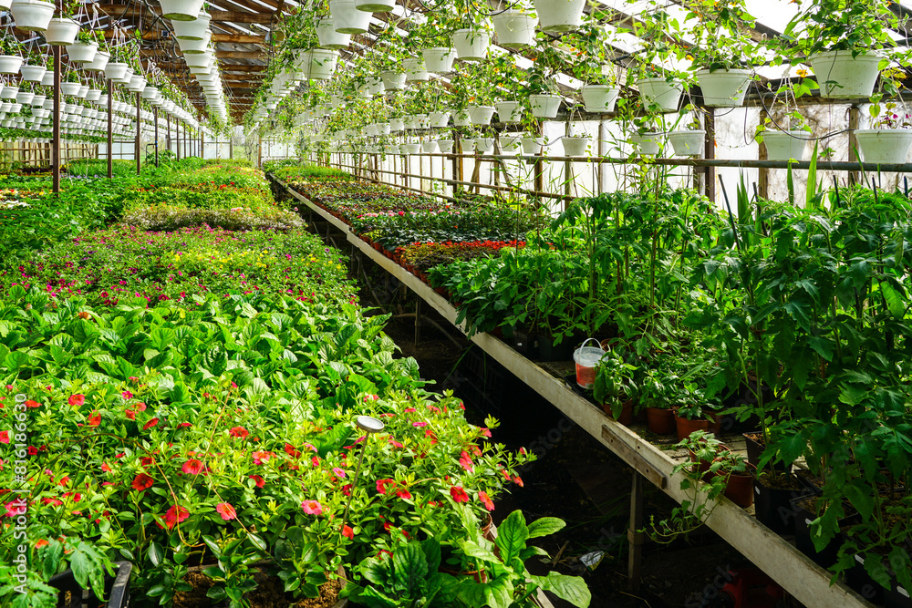 A large greenhouse with many flower plants in pots, also flower pots hanging from the ceiling A large greenhouse with many flower plants in pots, also flower pots hanging from the ceiling