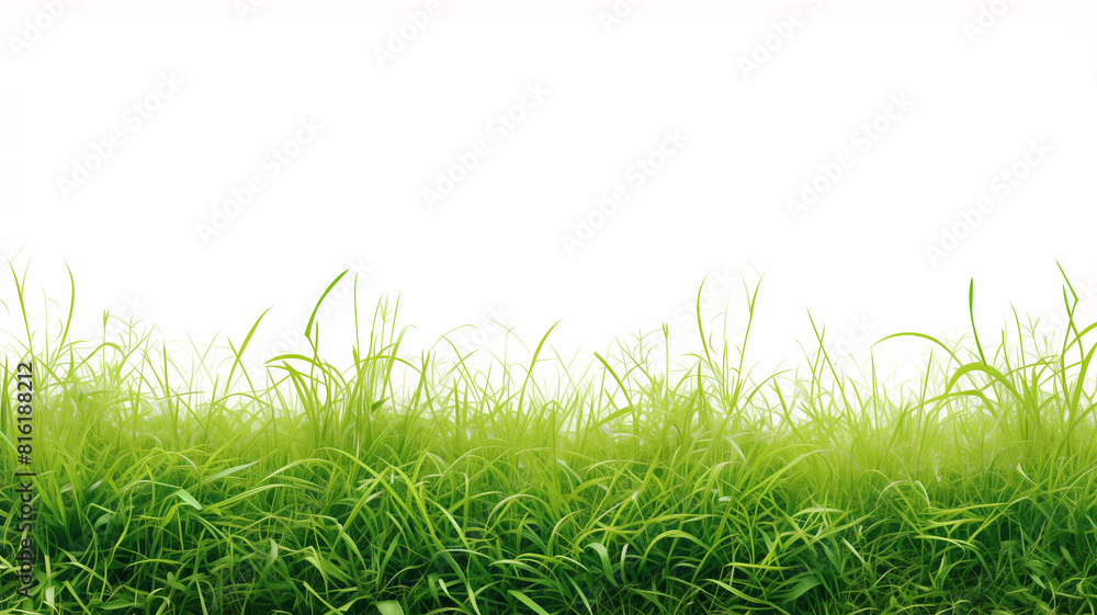 Fototapeta premium A field of green grass with a white background. The grass is tall and lush, giving the impression of a peaceful, serene environment