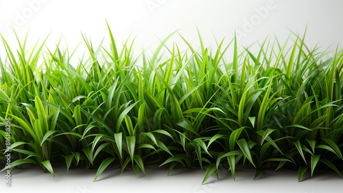 A field of green grass with a white background. The grass is tall and lush  giving the impression of a peaceful  serene environment