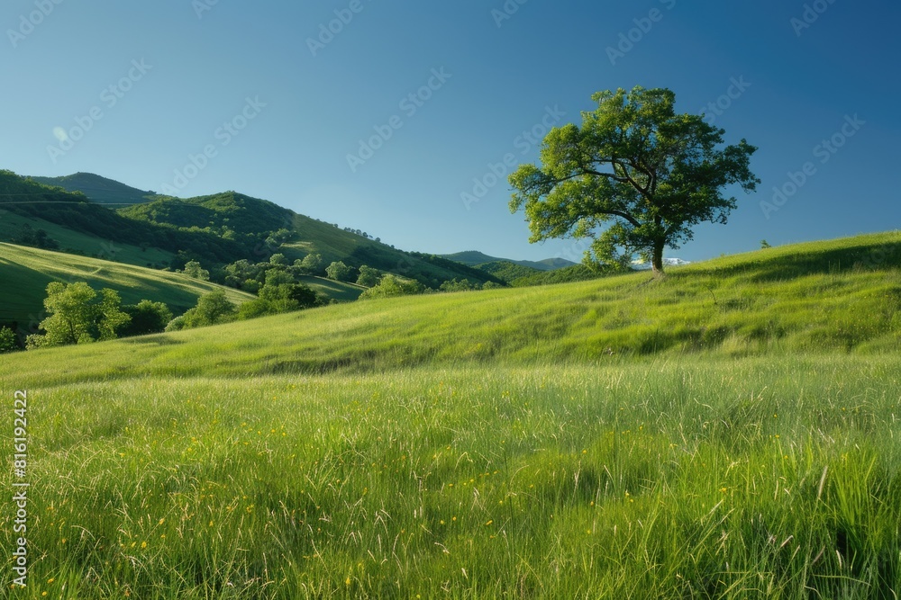 Mountain Grass. Green Grass Meadow in a Summer Landscape under Blue Skies