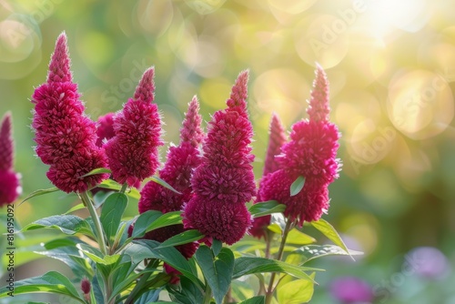 Bright pink celosia plumes against a soft  bokeh background in a tranquil garden setting