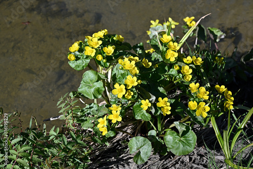 blooming marsh marigold by the stream in spring