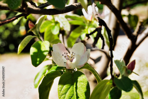 White  flower of  quince tree