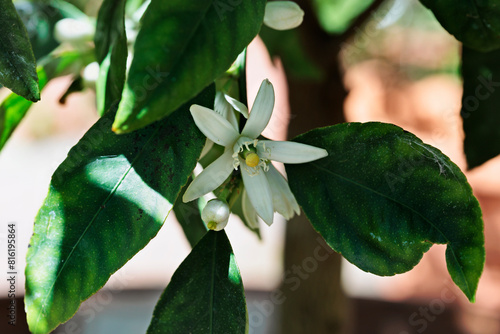 White  flower of lemon tree