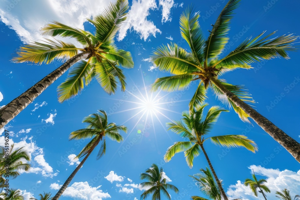 Trees Sunshine. Tropical Palm Trees under Blue Skies and Sunshine on a Sunny Day Trees Sunshine. Tropical Palm Trees under Blue Skies and Sunshine on a Sunny Day