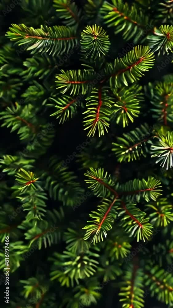 Video of Christmas trees and the tree appears to be in a forest. Concept of tranquility and natural beauty Video of Christmas trees and the tree appears to be in a forest. Concept of tranquility and natural beauty