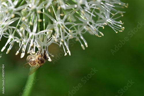 Biene auf einer weißen Riesen-Lauch-Blüte