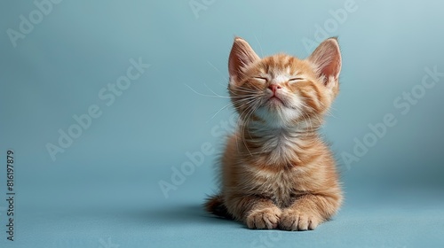   A close-up of a feline lounging on a blue background with its eyes shut and one paw resting on the ground