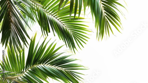 Palm Tree Branch Border And White Background 