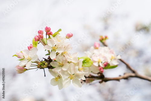 Flowers background on an apple tree branch. Apple (Malus domestica) blossom in spring in a city park. Blurred background. Wallpaper. Selective focus	