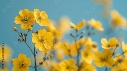   Yellow flowers against a blue sky background
