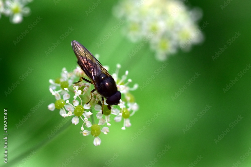 Fliege auf einer Laserkraut-Blüte Fliege auf einer Laserkraut-Blüte