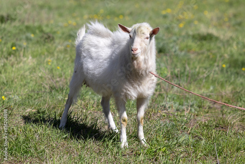 White goat on a meadow