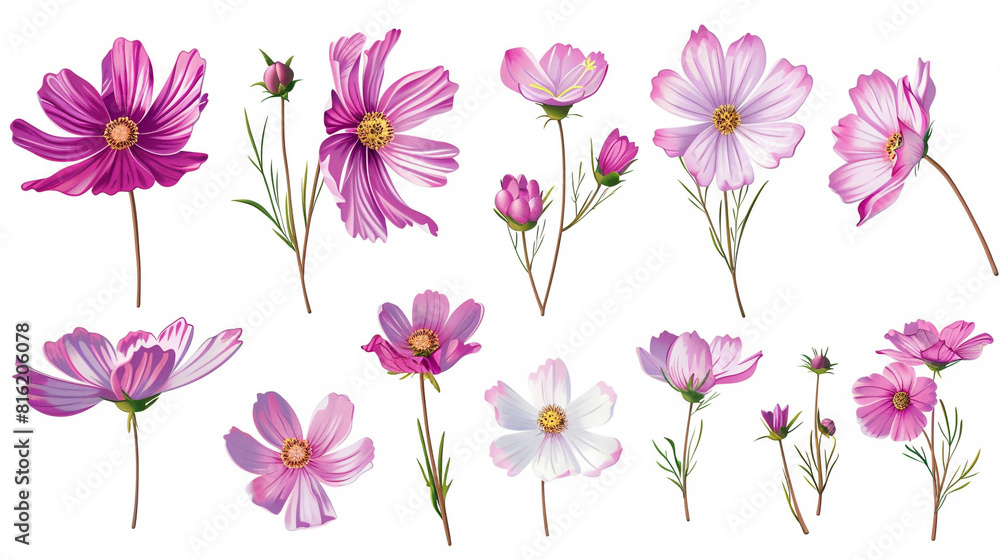 Collection of cosmos flowers, buds, petals, and leaves delicately illustrated and isolated on a crisp white background, offering a versatile set for design projects.