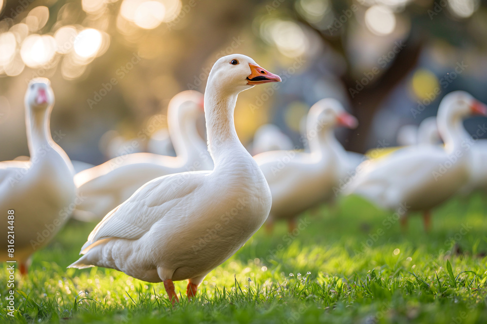 Group of white geese on meadow. Poultry farming and rural life concept. Design for lifestyle magazines, farming educational materials, and eco-tourism promotion. Banner with copy space. Group of white geese on meadow. Poultry farming and rural life concept. Design for lifestyle magazines, farming educational materials, and eco-tourism promotion. Banner with copy space.