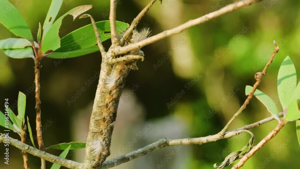 Gypsy moth caterpillar cocoons hanging from a tree limp that they have infested. Gypsy moth caterpillar cocoons hanging from a tree limp that they have infested.