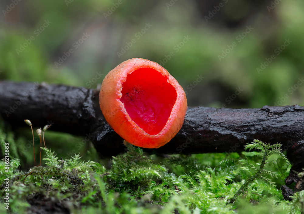 Wild mushrooms growing in the forest. Red cup fungi - Scarlet elf cup. Sarcoscypha coccinea Wild mushrooms growing in the forest. Red cup fungi - Scarlet elf cup. Sarcoscypha coccinea