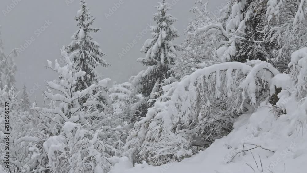 Heavy Snowfall In Pine Forest Heavy Snowfall In Pine Forest