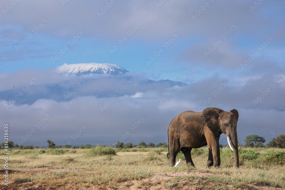 elephants in the savannah elephants in the savannah