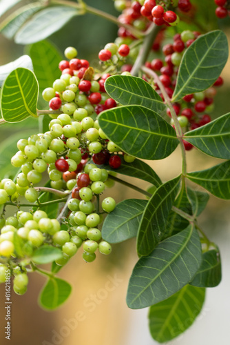 detail of fruits of the pink pepper tree - aroeira