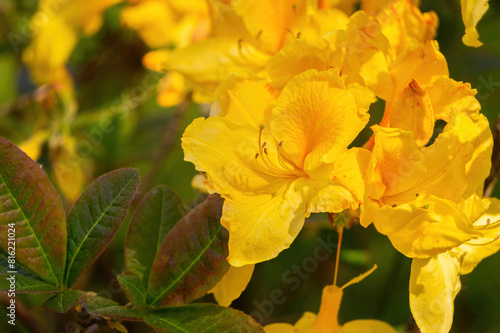 Yellow rhododendron flowers in spring park	
