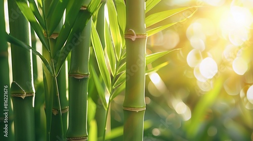    a bamboo plant in focus with sunlight filtering through its leaves
