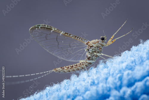 A mayfly insect on a microfiber cloth. photo