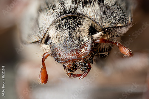 A beetle on a clover flower. photo