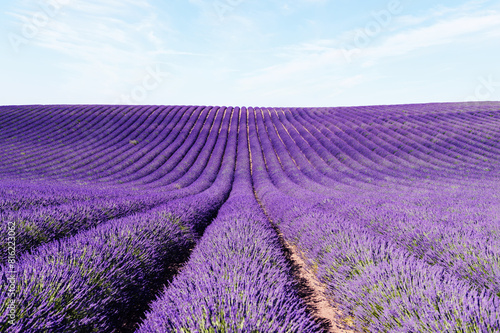 Lavender field Summer sunset landscape