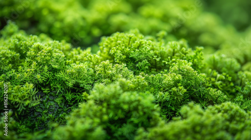Texture of lush green moss. Eco-friendliness  sustainability  and healing power of nature.