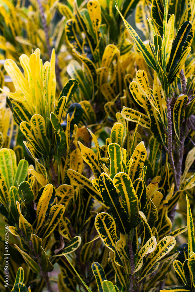 Obraz premium Cortos