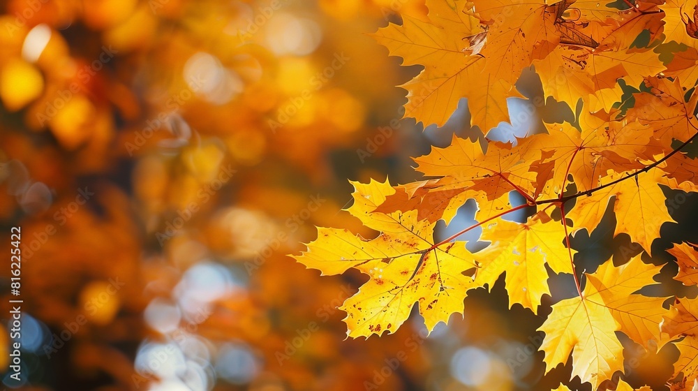 Autumn Leaves on a Tree in the Forest Autumn Leaves on a Tree in the Forest