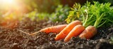 Carrots growing in garden - vegetable stock footage