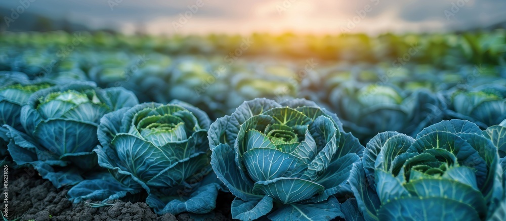 Obraz premium Cabbages basking in sunlight