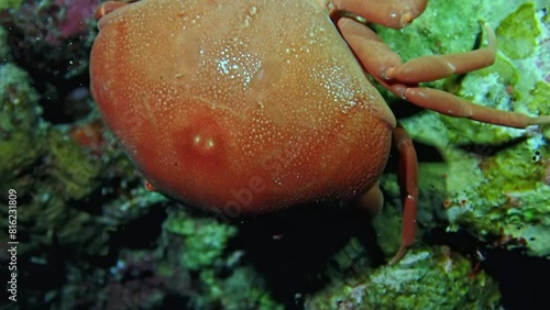 Close-up of a red crab (Grapsus grapsus) perched on a coral reef, its striking appearance highlighted by the natural reef colors in the Red Sea. Macro slow motion. photo