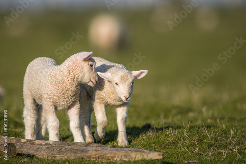 Close up Lamb in Field two weeks old, golden lighting sunset isolated green background 