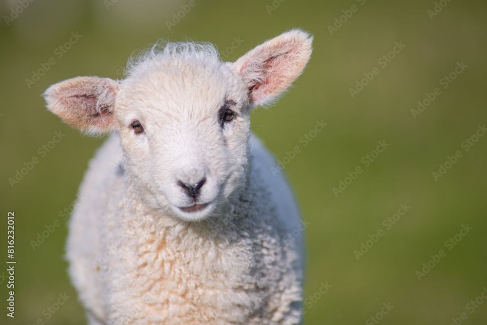 Obraz premium Week old Lamb, New Zealand Countryside